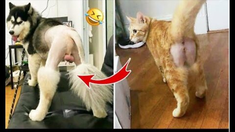 Funniest Animals | Funny Dog And Cat | Funny Animals Video #57