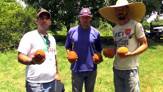 Fruticultura Familíar é um, a realidadede na linha 47,5 Nova Gease em Alta Floresta D´Oeste RO