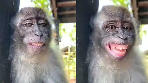 Laughing monkey very funny video