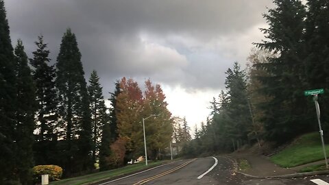 Coastal redwoods are an iconic Portland tree