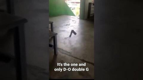 MEME is the one and only D-O double G #shorts