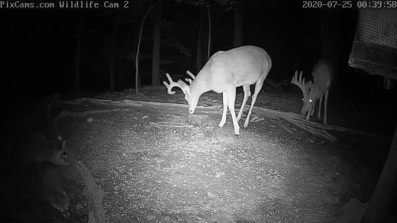 Live Deer & Wildlife Webcam Camera 2