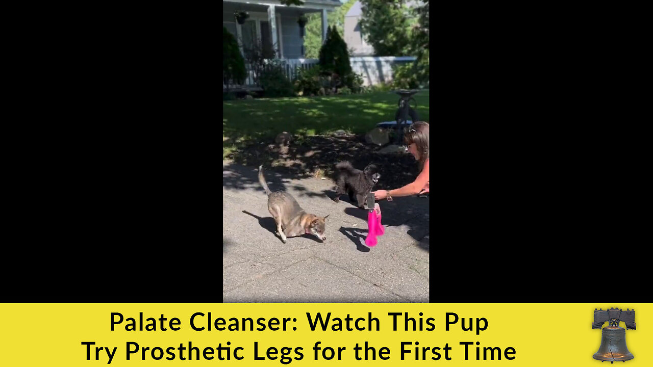 Palate Cleanser: Watch This Pup Try Prosthetic Legs for the First Time