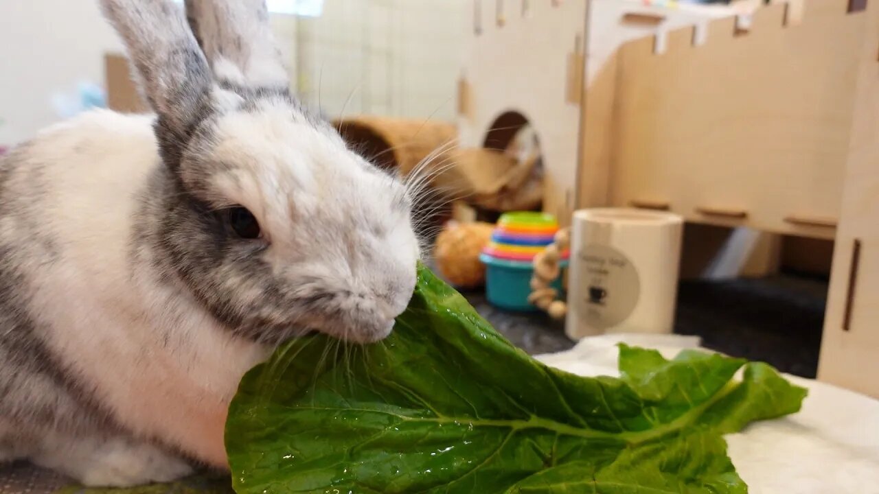 Eating Lunch at my Castle 🏰 Rabbito Banana Snackie Time