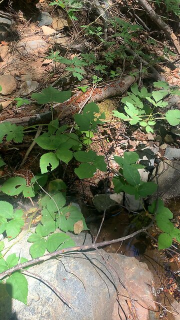 Lady Bugs. Sequel This is a Nest