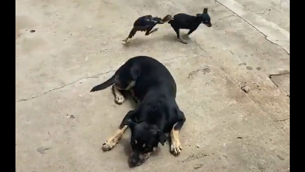 Tenacious Bird Goes Round & Round With Pup - HaloRockPets