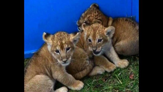 CUTE Lion Cub Triplets