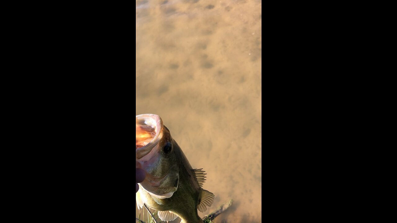 First fly fishing video on this platform ￼