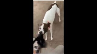Princess and Paul playing tug of war