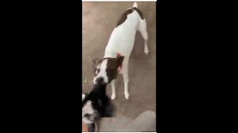 Princess and Paul playing tug of war