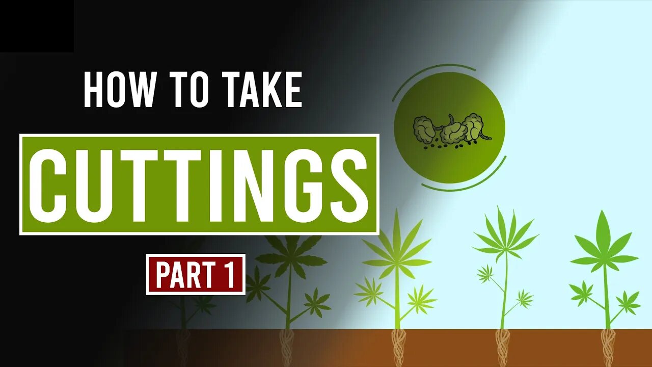 How to take Cannabis Cuttings - Part 1