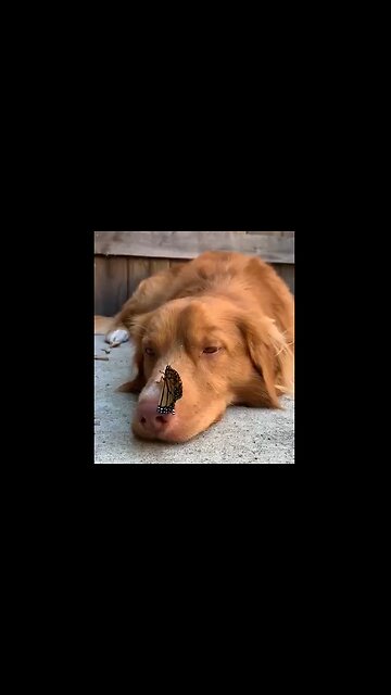 Literally Dog & Butterfly