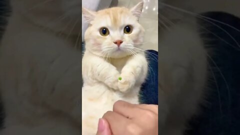 Kitani Pyari Billi Hai Ye😘Cute Funny Cat👈