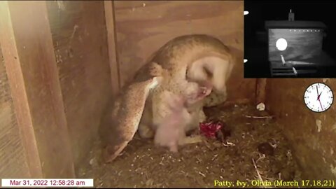 Syd takes the porch rat on a fly about, returns and feeds her little owlets. 3-31-22