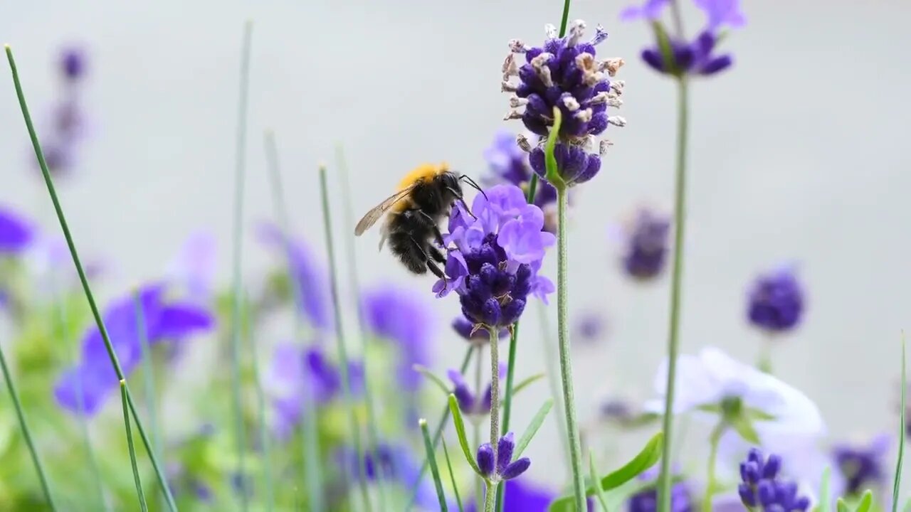 Closeup Of Bumblebee On The Flower