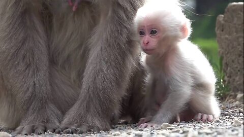 Funny Monkey Videos Funny Animals Videos Cute and funny baby monkey compilation