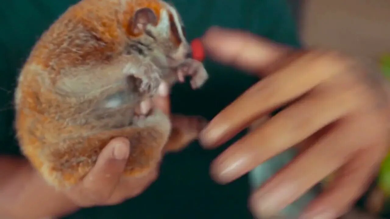 Man in hands holding a small lemur