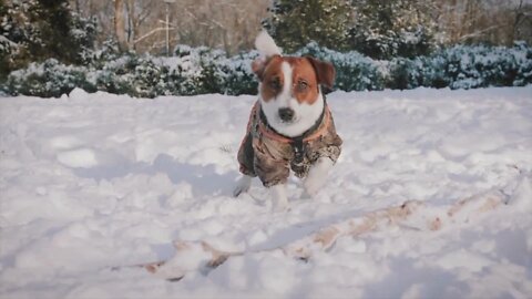 Keeping your pets safe in the colder weather