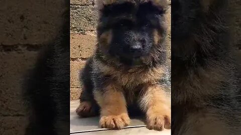 Adorable German Shepherd Puppy #shorts #dog #germanshepherd #Adorable #viral