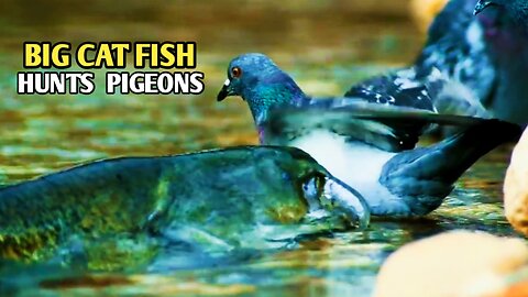 The Hunts | The Big Catfish Hunts Pigeons |