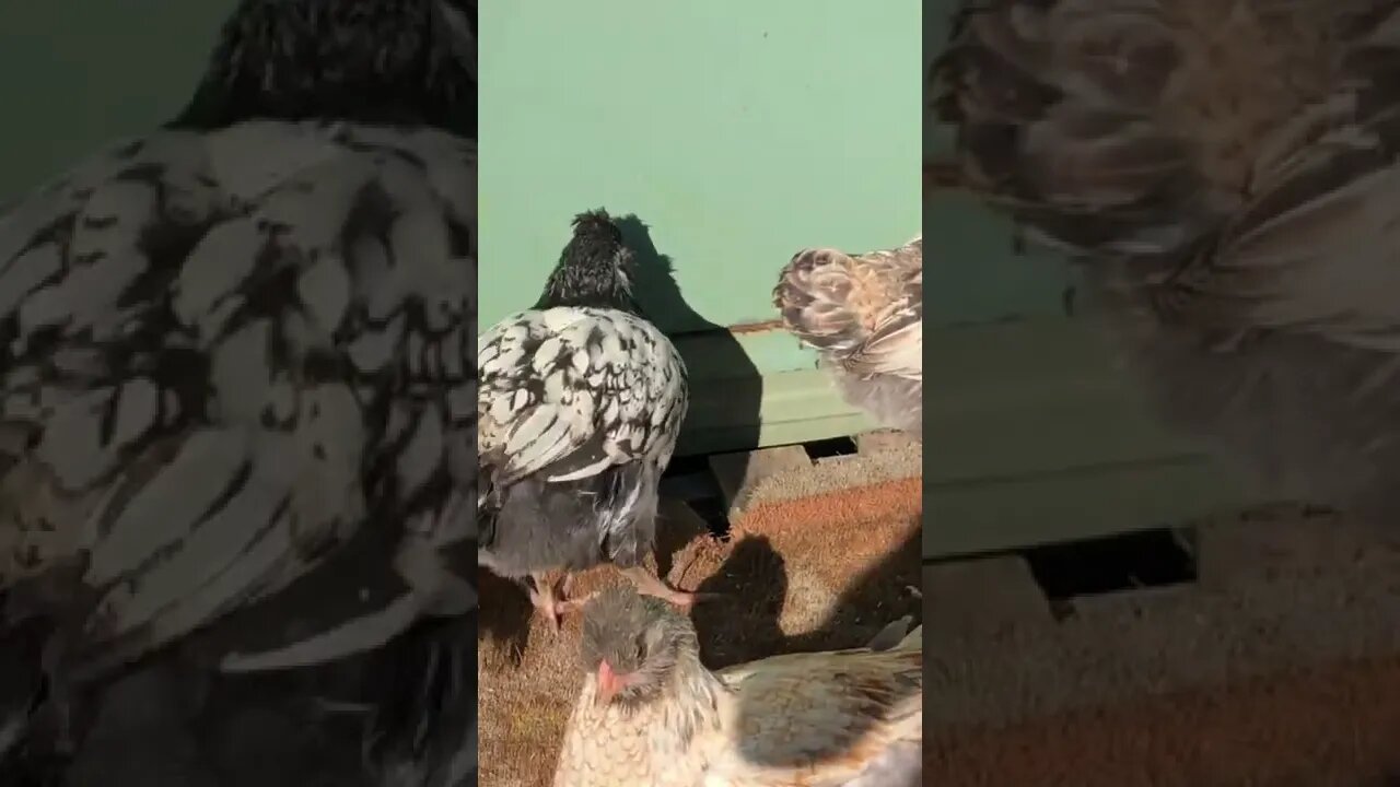 Chicks enjoy morning sun