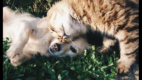 Boom !it's time to have fun - new Funniest animals video 2023 funny video with cats and Kittens