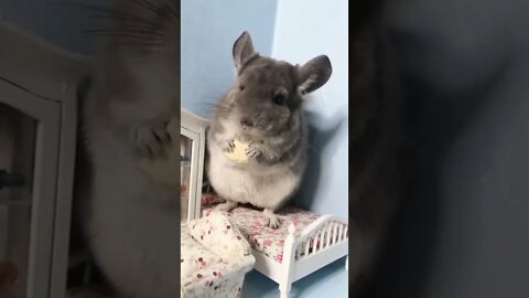 animais shorts #anime