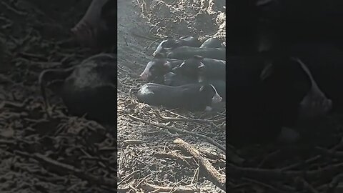 piglets! more to come