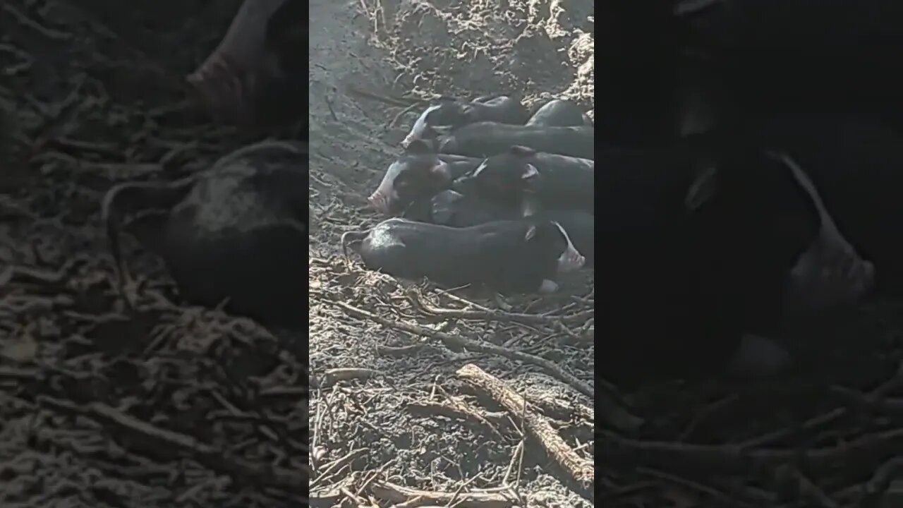 piglets! more to come
