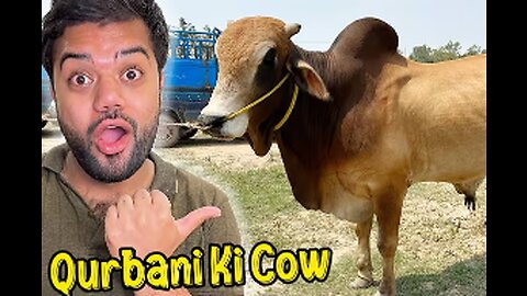 Qurbani Ke Liye Cow Le Li 🐂😍 | Mandi Se Kitne Ka Liya ? 😱