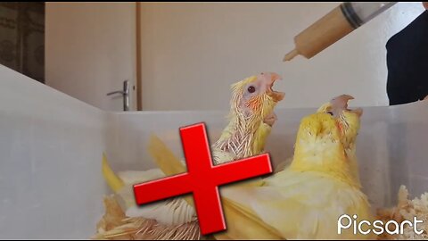 Comment nourrir un poussin calopsitte