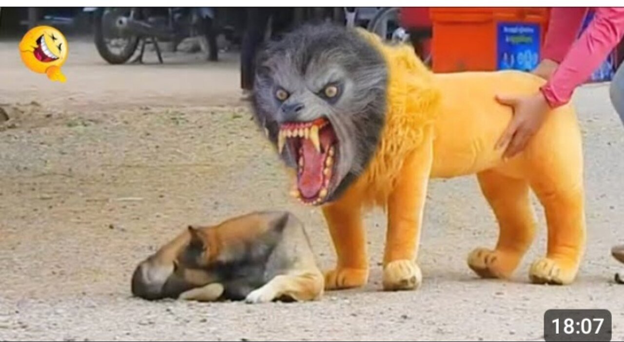 Troll Prank Dog Funny_fake Lion and Fake Tiger Prank To dog Hu...