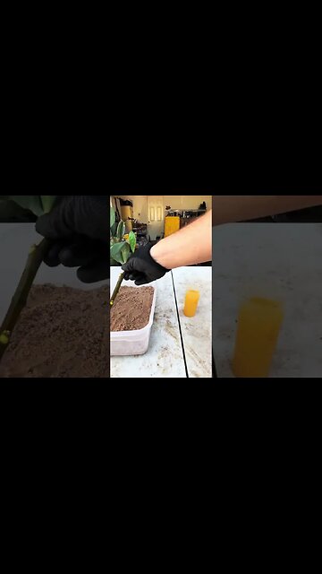 Easiest Plant Propagation Hack: Grow More in Minutes!