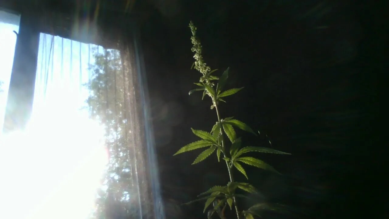 light plants
