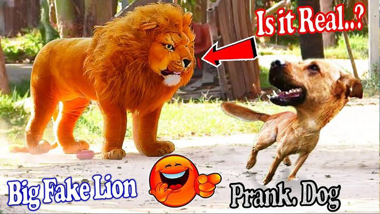 Funny Dog Scare Prank !!!