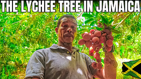 Lychee Trees In Jamaica The Road trip to Farm