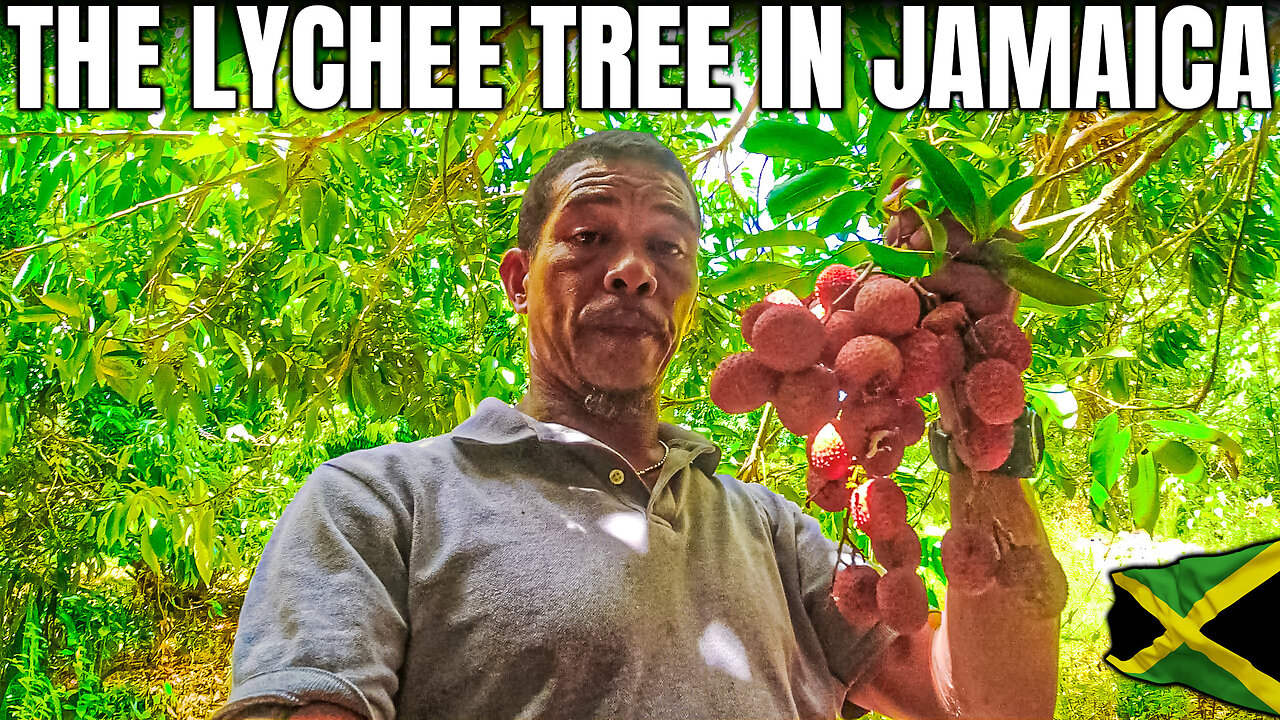 Lychee Trees In Jamaica The Road trip to Farm