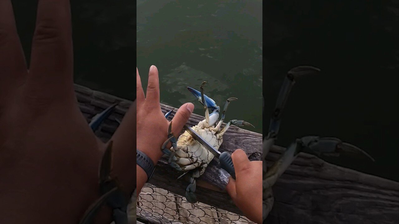 Crabs Catch HUGE Fish, like THIS!