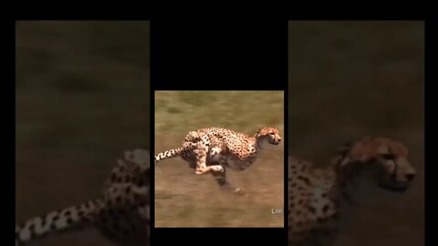 Cheetah fastest hunting