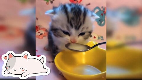 Cats being cats