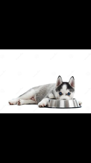 Hungry Husky Puppy