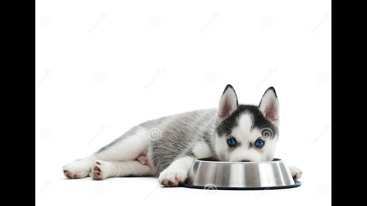 Hungry Husky Puppy