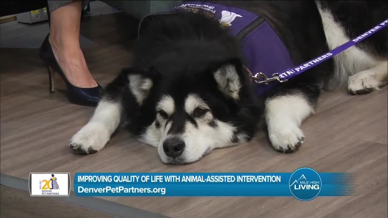 Animal Assisted Intervention // Denver Pet Partners