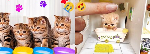 #shorts cat meme & kitten (tik tok video]💘 - funny cats meow baby cute compilation [cat-cash home)