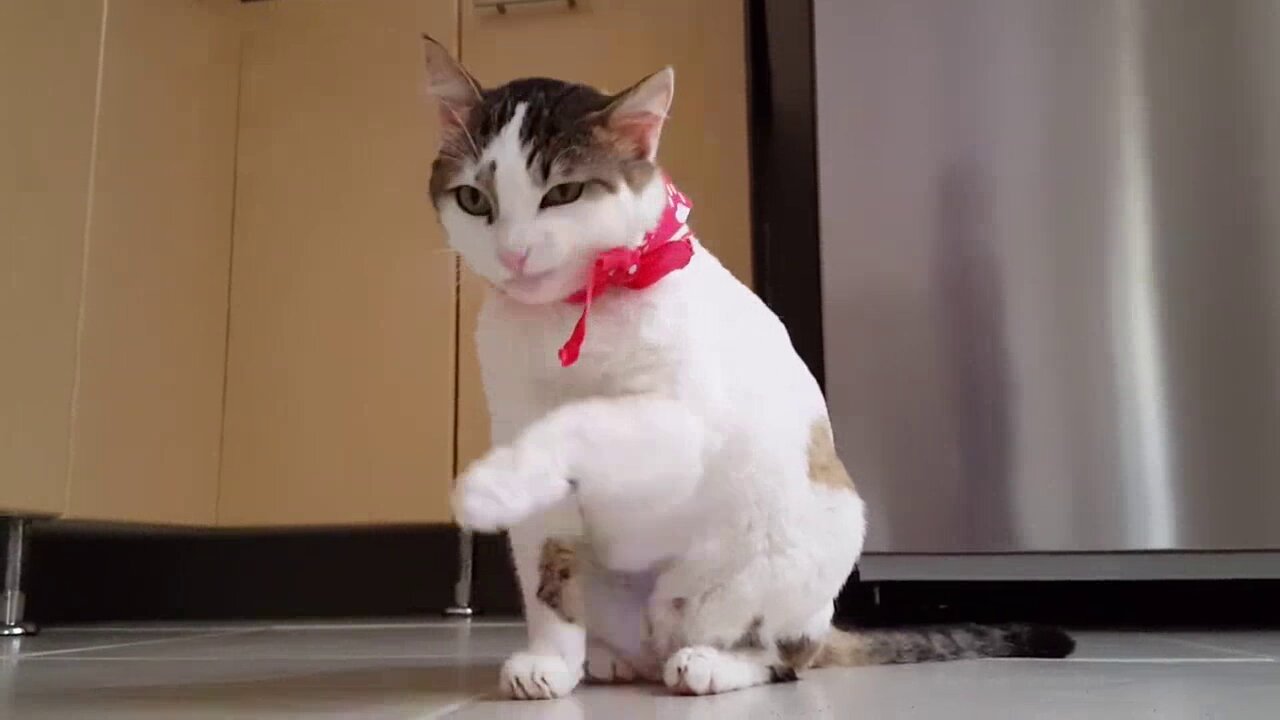 Cute and Funny Cat Videos