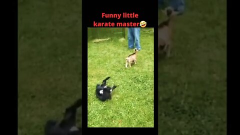 Funny little karate master 🤣🤣