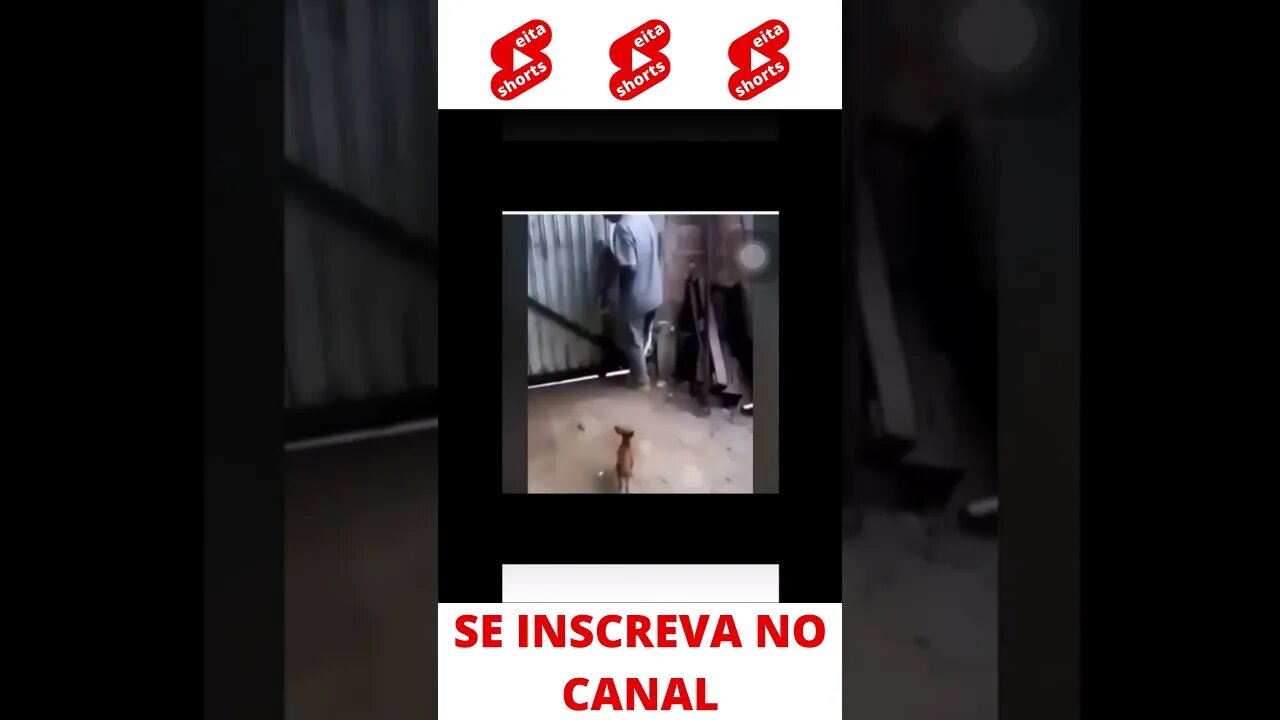 Cachorrinho bravo #shorts