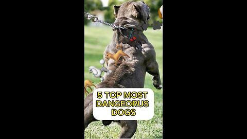 Top 5 deadliest dogs