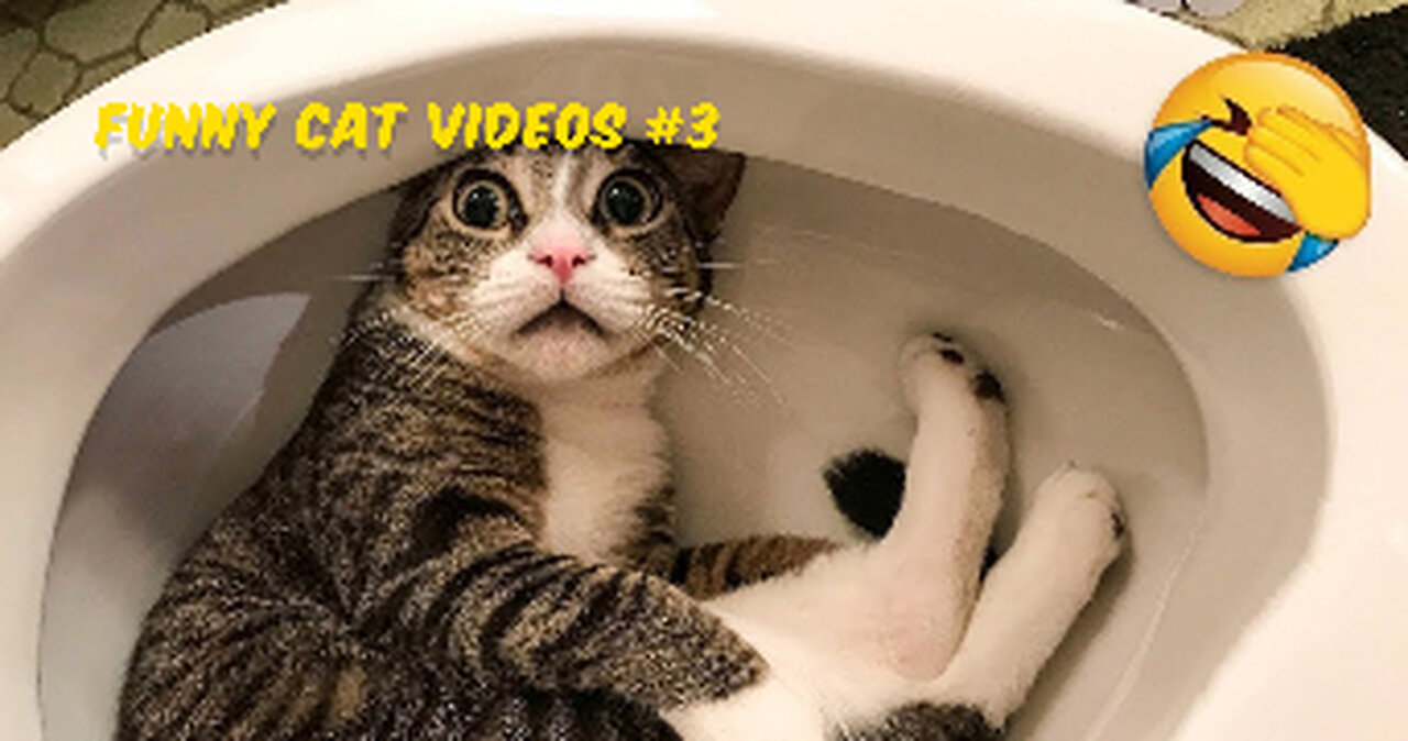 Funny Animal Videos 2022