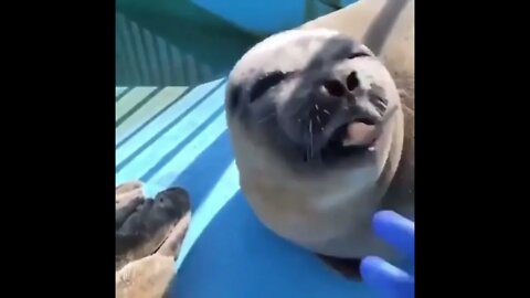 "Thanks for the feeeeeeesh!"